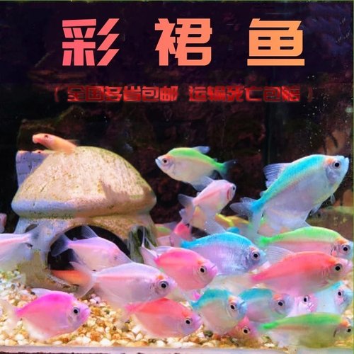 新都水景清道夫淡水鱼包邮
