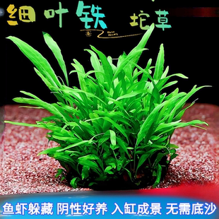 鱼缸沉木造景懒人水草新手坨草铁皇冠草阴性好养活铁皇冠净化水质