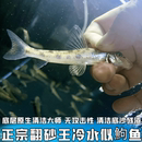 观赏鱼原生溪流底层鱼似鮈棒花鱼清洁残渣除藻翻砂淡水冷水清道夫