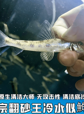 观赏鱼原生溪流底层鱼似鮈棒花鱼清洁残渣除藻翻砂淡水冷水清道夫