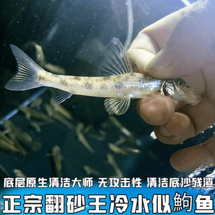 观赏鱼原生溪流底层鱼似鮈棒花鱼清洁残渣除藻翻砂淡水冷水清道夫