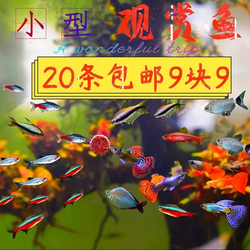 新都水景公母搭配小型灯鱼淡水养