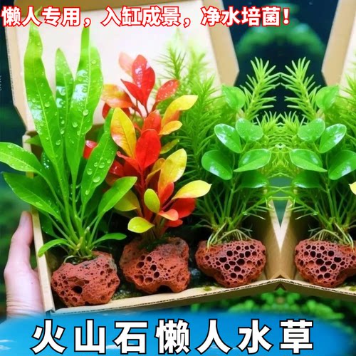 懒人新手水草鱼缸造景净水培菌