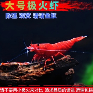 活体观赏虾极火虾黑壳虾水晶虾除藻虾清洁虾淡水冷水养殖没攻击性