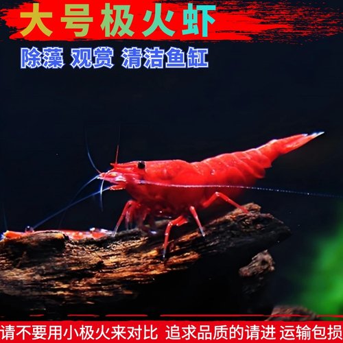 冷水没攻击性养殖黑壳虾好看观赏