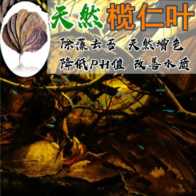 天然懒人叶榄仁叶斗鱼热带鱼原生鱼水族降酸降低PH值改善水质杀菌