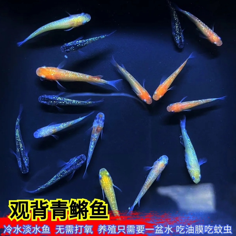 活体观赏鱼观背青鳉鱼冷水小型鱼淡水小锦鲤无需打氧吃蚊虫除油膜