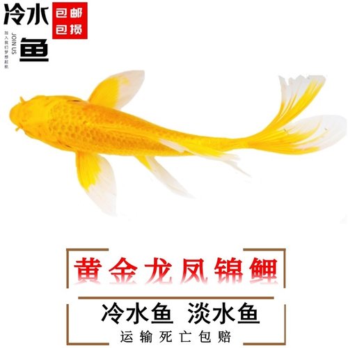 金鱼鱼新手鱼包邮包装冷水不加温
