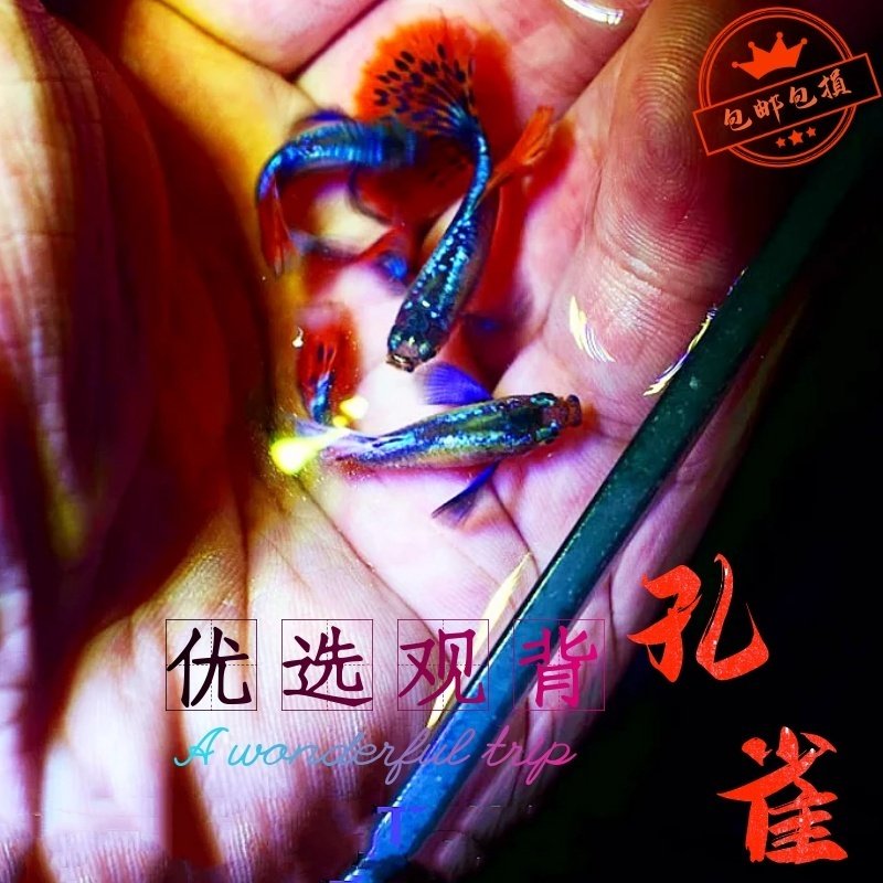 观赏鱼胎生鱼孔雀鱼凤尾鱼淡水鱼新手鱼大帆斑马鱼观背活体鱼好养,宠物/宠物食品及用品,鱼,淘宝优惠券,粉丝福利购,淘宝优惠卷