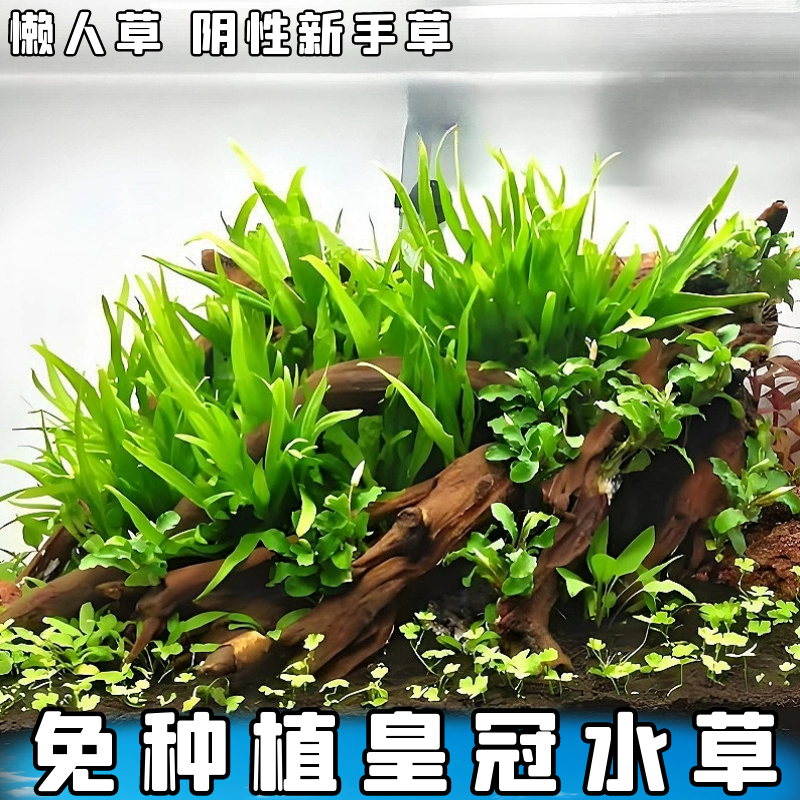 新手草铁皇冠懒人水草直接入缸