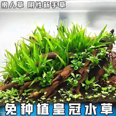 新手草铁皇冠懒人水草直接入缸