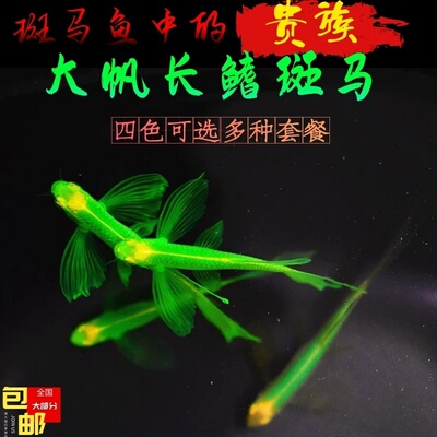 新都水景公母搭配斑马鱼淡水小鱼