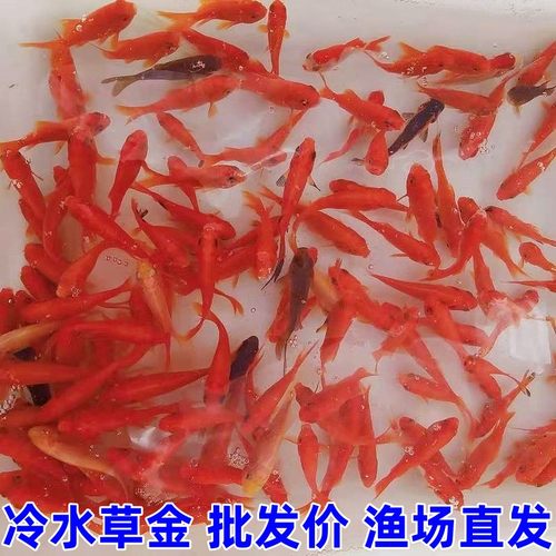 冷水鱼好养红草金鱼公母淡水冷水