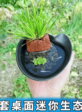 新手桌面迷你生态草缸造景盆套装