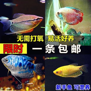 蓝曼龙鱼丽丽鱼黄曼龙鱼吃蛋白虫观赏鱼活体鱼淡水鱼新手鱼 包邮