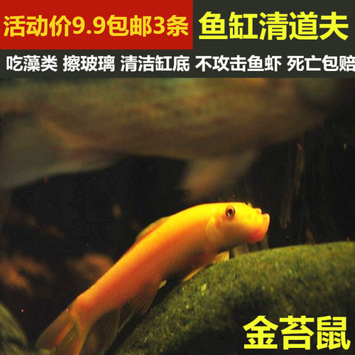 清道夫不吃活鱼吃垃圾擦玻璃淡水