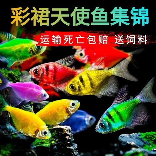 新都水景公母天使与淡水观赏鱼