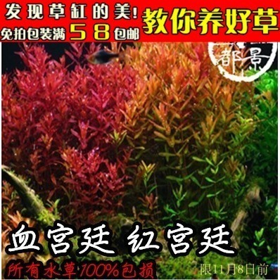 红宫廷 血宫廷宫廷草  弘宫廷 蝴蝶宫廷 红宫廷 活水草