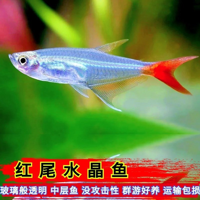 活体观赏鱼透明红尾玻璃鱼红尾水晶鱼淡水鱼小型群游鱼新手鱼好养