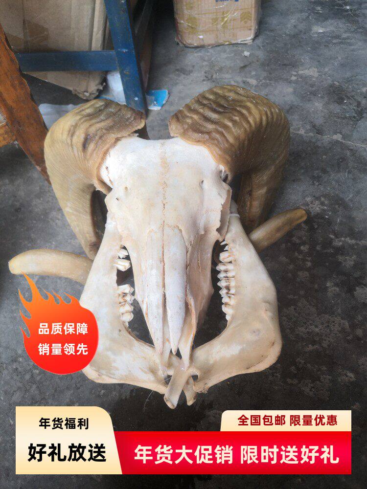藏区真羊头头骨工艺品标本装饰品 天然牦牛羊头壁挂家居摆件