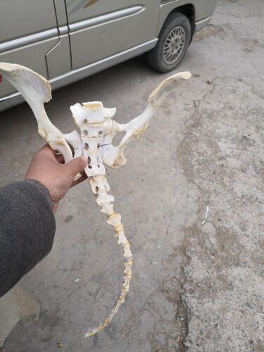 羊盆骨尾巴一体成套手工拼接练习基础头骨真造型寓意我好喜欢你全