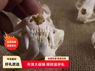 动物头骨教学标本漂白杀菌喵咪头骨10年素描艺考老全牙齿齐鸡鸭猪