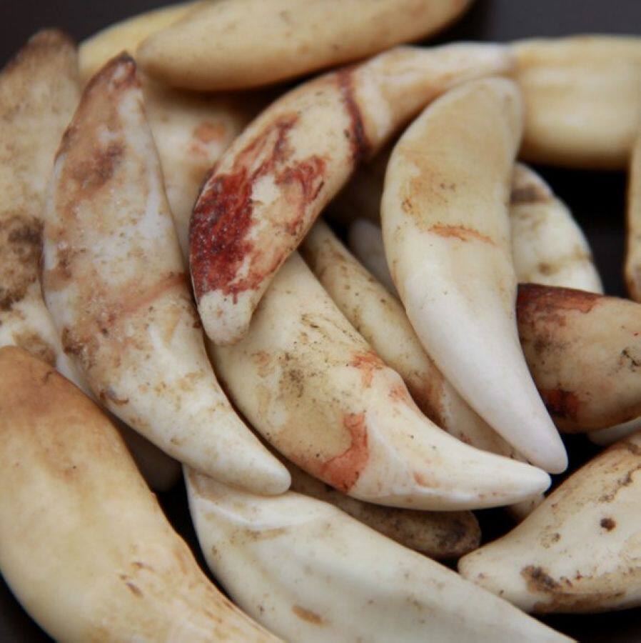 真黑牙吊坠男女项链手链脚1宝宝儿童转运汪汪5.0-5.0厘米