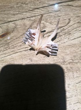 大鱼牙狼牙吊坠情侣饰品项链藏獒牙饰品全国包邮深海鱼一组真标本