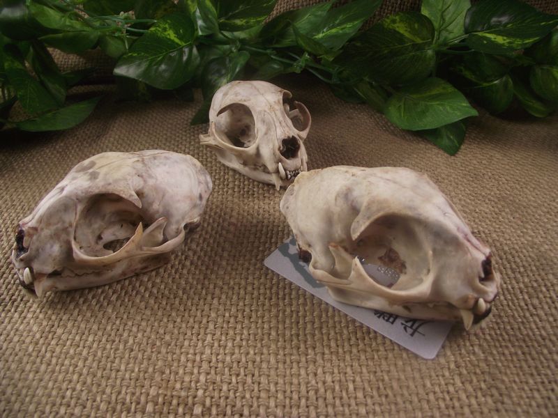 招财头骨标本化石工艺品守财标本模具保平挂件摆件真品人气宝贝