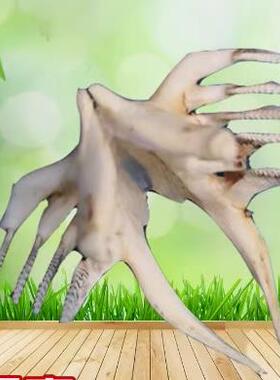 情侣饰品标本狼牙吊坠全国包邮