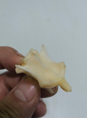 放飞希望滑翔机huli真骨标本智慧骨9.9包邮圣诞礼品骨骼头骨牙饰