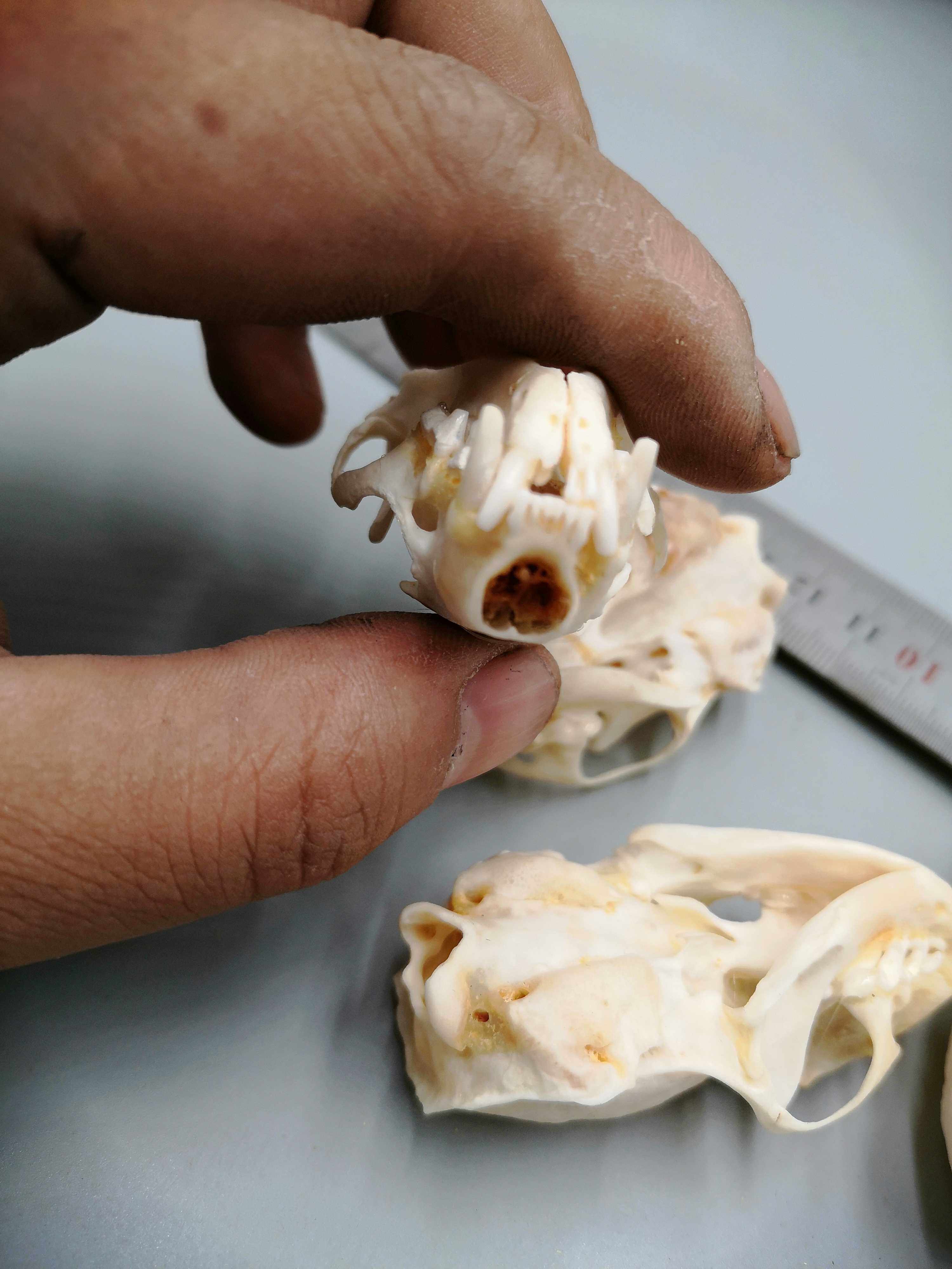 真黄鼠狼头骨标本动物饰品diy文玩者摆件美小标本头骨模型35包邮