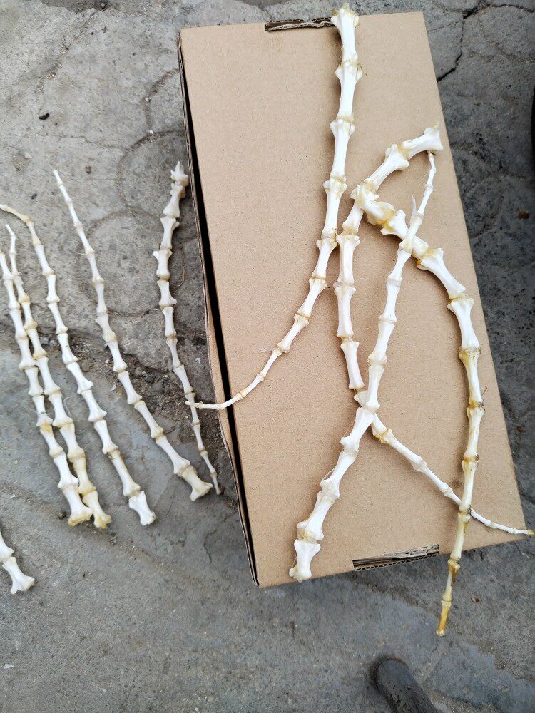 羊狗尾巴骨牛尾骨真品骨圣诞节礼物水族馆造景装饰标本制作练手材