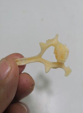 huli颈骨径标本魔法镜子心心相印挂件情侣饰品16动物骨骼摆
