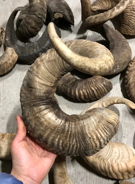 十年以上老绵羊角原料羊角粉可入药用可做刮痧板梳子羊角佛珠