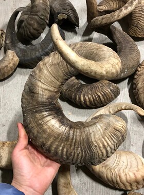 十年以上老绵羊角原料羊角粉可入药用可做刮痧板梳子羊角佛珠