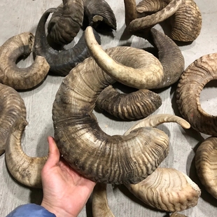 十年以上老绵羊角原料羊角粉可入药用可做刮痧板梳子羊角佛珠