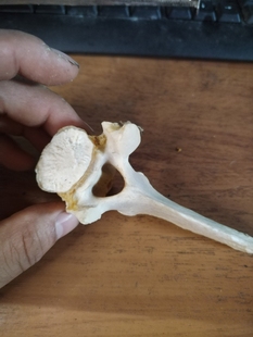 一心一意爱情魔法镜三羊开泰脊椎骨制作摆件挂件饰品个性骨骼标本