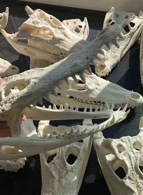 养殖消毒脱脂骷颅头鳄鱼定做标本