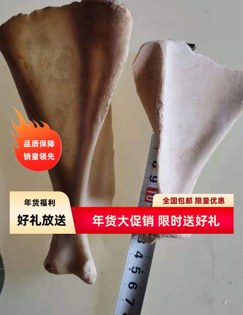 羊大片头骨工艺品牦牛肩甲骨装饰品纯正真牛羊头骨标本壁挂件墙饰