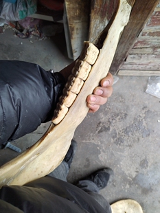 牦牛牙大牙老黄牛稀缺造型一颗骨骼制品牛气冲天大型动物牙齿真