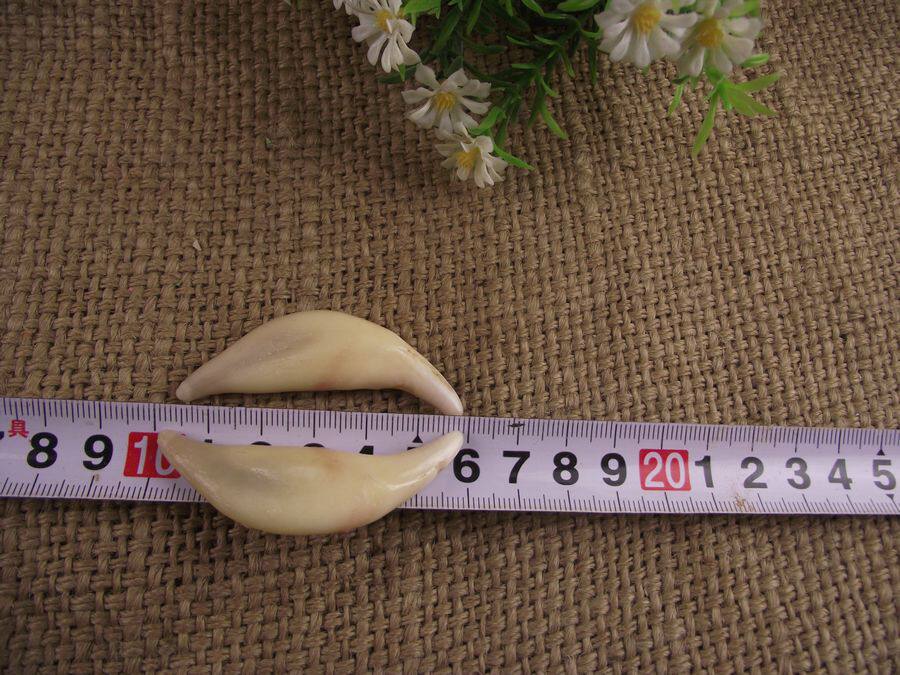 超大动物牙项链牙吊坠黑牙骨质真牙项链5.0厘米以上