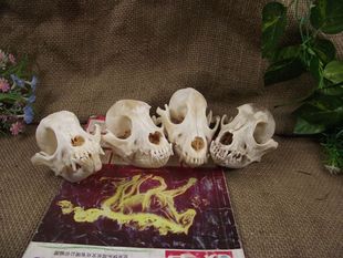 角盘雕刻牙白牛骨角骨牌子吊坠文玩头骨标本 配饰牛羊头骨标本