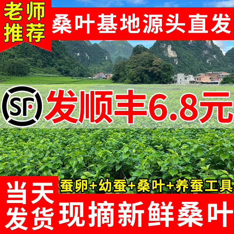 新鲜嫩桑叶学生养蚕套装现摘大桑叶小叶农家养蚕专用饲料不打药