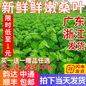 新鲜桑叶蚕宝宝鲜嫩小蚕桑叶现摘饲料食物蚕卵活蚕大叶子大蚕 包邮