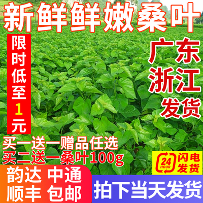 新鲜采摘嫩桑叶大桑叶饲养蚕宝宝