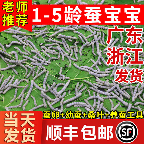蚕宝宝活体春蚕蚕卵学生养蚕套装科学养蚕小蚕1龄234龄送新鲜桑叶