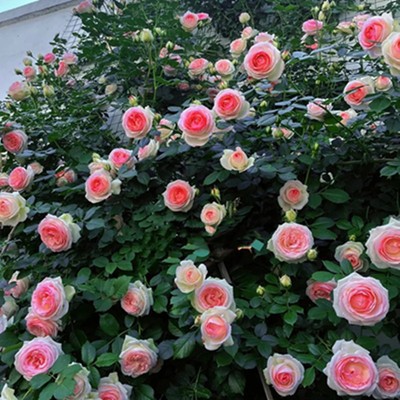 藤本月季花苗特大爬藤蔷薇庭院植物花卉拱门花墙玫瑰欧洲浓香四季