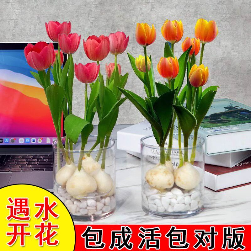 郁金香种球水培种植花卉盆栽绿植