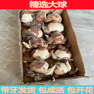 超大花王水仙花盆栽水培漳州水仙花大种球正宗大花头水培球根植物